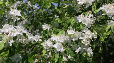Branches of a blossoming wild apple trees swaying in the wind Video stock 63499942