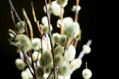 Branches of a blossoming willow in spring collected in a bouquet on a black b Foto stock