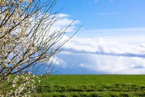 Branches with blossoms in spring Stock Photos