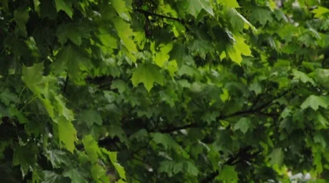 Branches Blowing in Wind and Rain 01835 Video stock 8680430