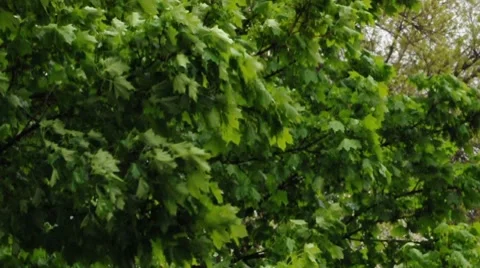 Branches Blowing in Wind and Rain 01834 Stock Footage 8680436