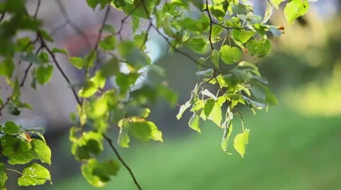 Branches blowing in the wind Stock Footage 10911891