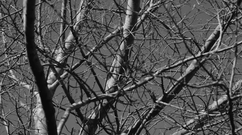 Branches blowing in the wind Stock Footage 40915736