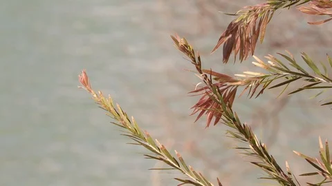 Branches blowing in the wind Stock Footage 104329792
