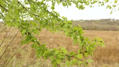 Branches blowing in the wind Stock Footage 177346005