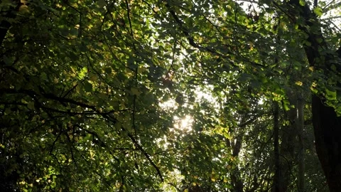 Branches Blowing In The Wind Video stock 220669049