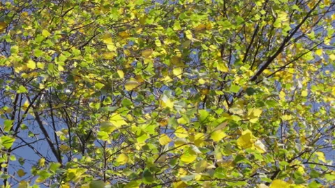 Branches blowing in wind Stock Footage 221580906