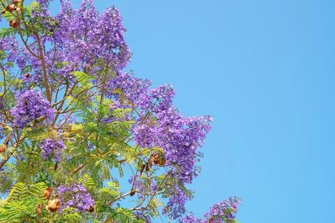 Branches of Blue Jacaranda tree with violet flowers and seed pods Stock-Fotos
