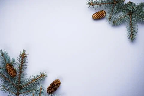 Branches of blue pine with cones on a gray background, with place for text to Stock Photos