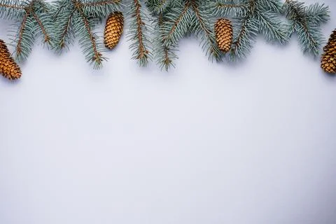 Branches of blue pine with cones on a gray background, with place for text to Foto stock