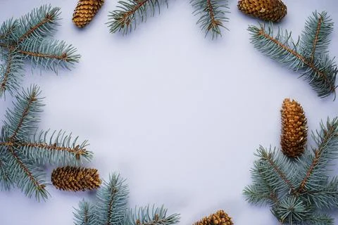 Branches of blue pine with cones on a gray background, with place for text to Stock Photos