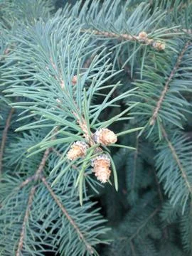 Branches of blue pine tree. Vertical image. Stock Photos