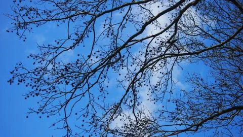 Branches on blue sky Stock Photos