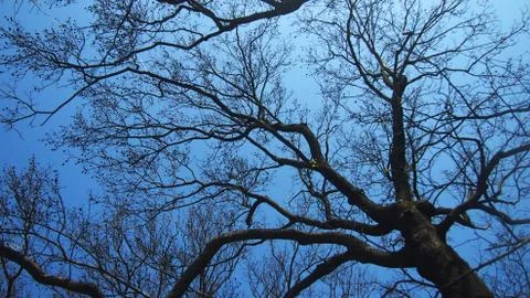 Branches on blue sky Stock Photos