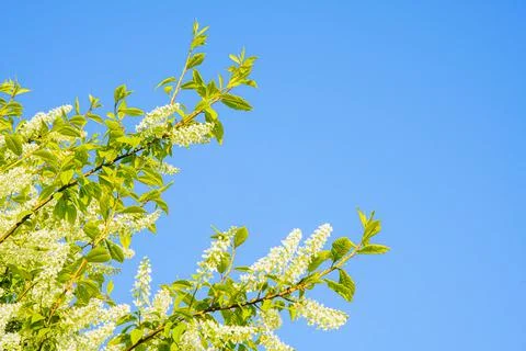 Branches with blue sky Stock Photos