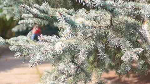 Branches of blue spruce (1) Video stock 42126513