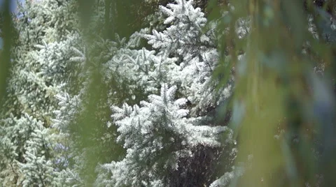 Branches of blue spruce (2) 库存影片 42126523