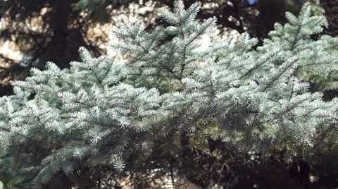 Branches of blue spruce (4) Stock-Footage 42126531