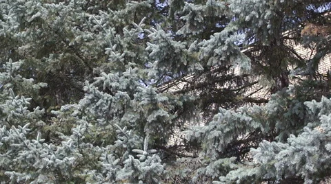 Branches of blue spruce (5) Stock-Footage 42126555