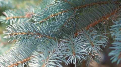 Branches of blue spruce (6) Video stock 42126548
