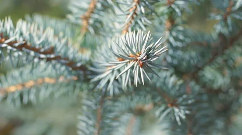 Branches of blue spruce (7) 库存影片 42126549