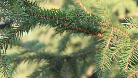 The branches of the blue spruce close-up. Stock Footage 121574173