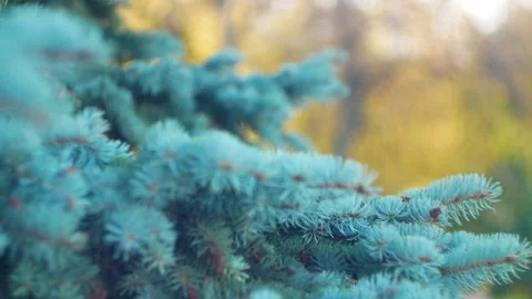 Branches of a blue spruce close-up in the park Stock Footage 221780790