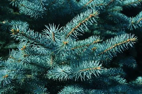 The branches of blue spruce. Close-up. Stock Photos