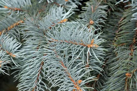 Branches of blue spruce close-up. Stock Photos