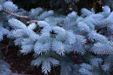 Branches of blue spruce close-up Stock Photos