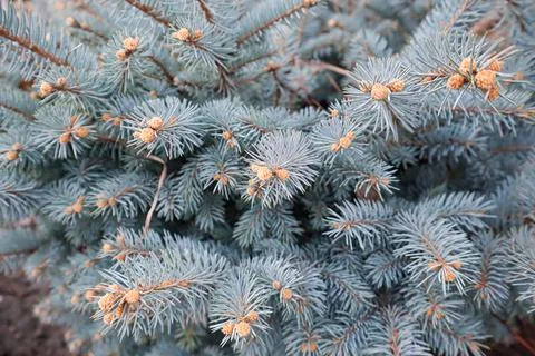 Branches of a blue spruce in close-up Stock-Fotos