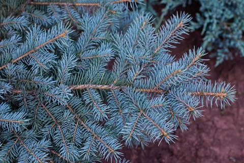 The branches of the blue spruce close-up Stock Photos