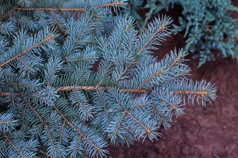 The branches of the blue spruce close-up Stock Photos