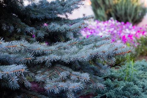 The branches of the blue spruce close-up Stock Photos