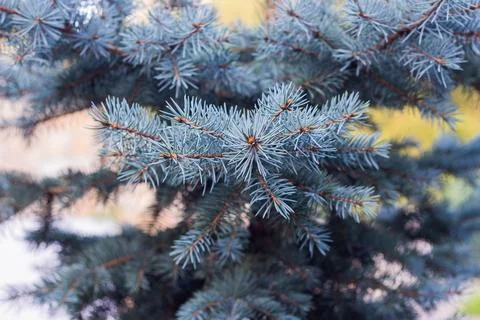 The branches of the blue spruce close-up Stock Photos