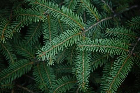 Branches of blue spruce close-up view. Фото
