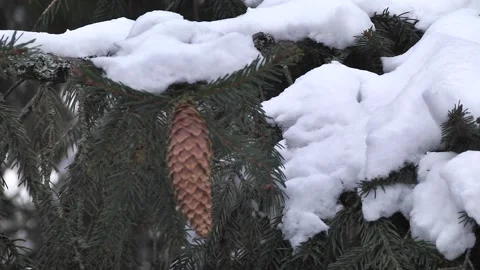 Branches of a blue spruce close-up in winter. Video stock 270379468