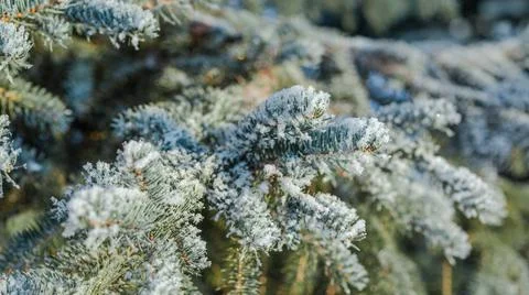 Branches of blue spruce is covered with snow Stock Photos