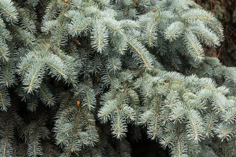 Branches of a blue spruce on a dark background Stock Photos