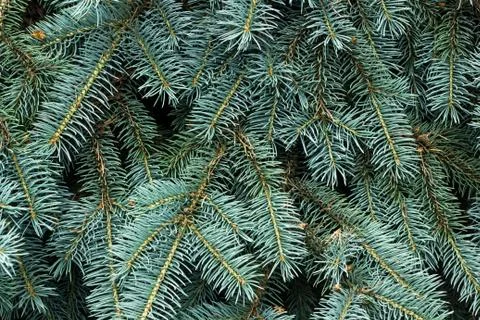 Branches of a blue spruce on a dark background Stock Photos