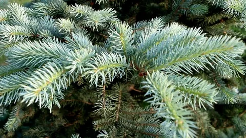 Branches of blue spruce Stock Footage 93358217