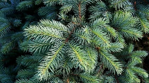 Branches of blue spruce Stock Footage 93358249