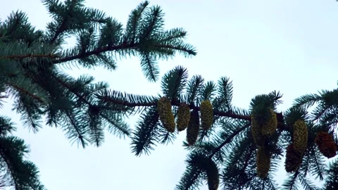 Branches of blue spruce Stock Footage 137661012