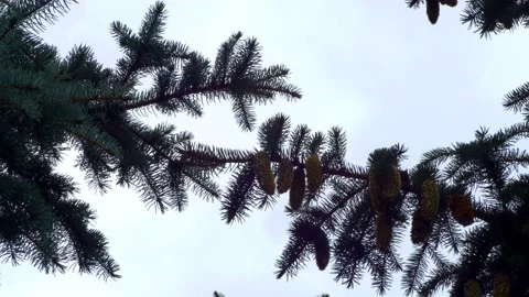 Branches of blue spruce Stock Footage 137661036