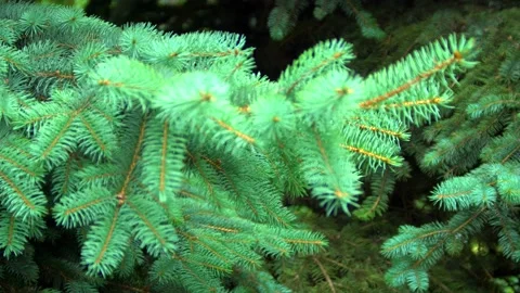 Branches of blue spruce Stock Footage 137661109