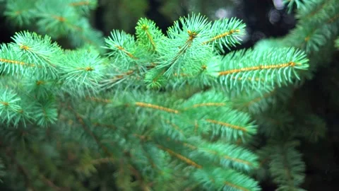 Branches of blue spruce Video stock 137661138