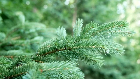 The branches of blue spruce or pine. Needles are covered with water droplets. Stock Footage 103957965