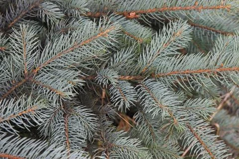 Branches of a blue spruce Foto stock