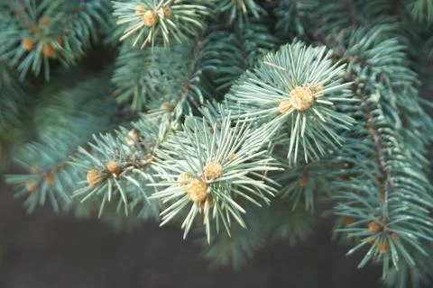 Branches of blue spruce Stock Photos