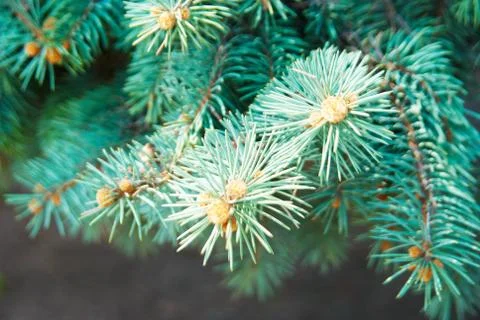 Branches of blue spruce Stock Photos